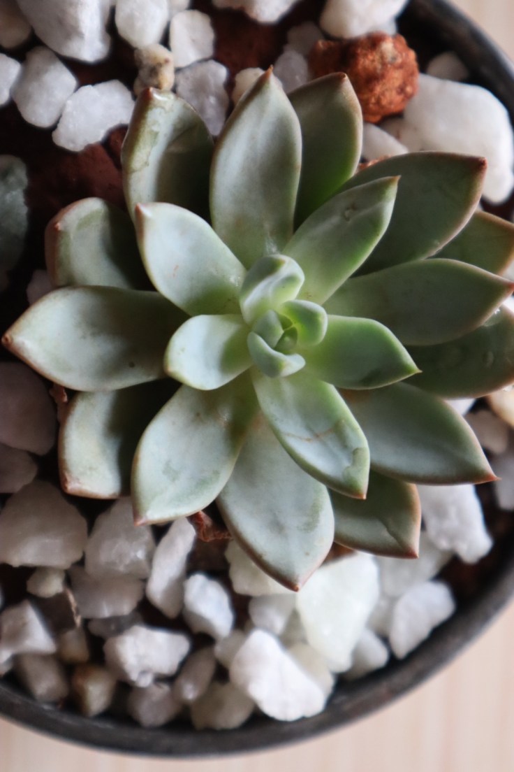 These plants are still alive&nbsp;!!